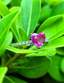 1.34 Carat Diamond Sapphire Ring